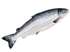 Picture of Whole Atlantic Salmon