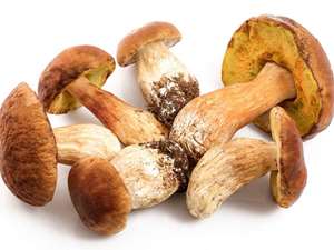 Picture of Frozen French Ceps (Porcini Mushrooms)
