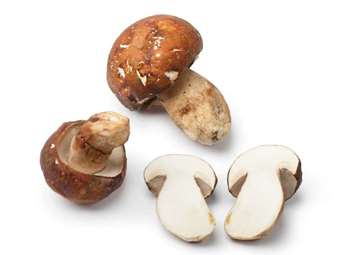 Picture of Frozen French Ceps (Porcini Mushrooms)