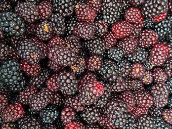 Picture of Frozen Blackberries