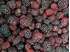 Picture of Frozen Blackberries